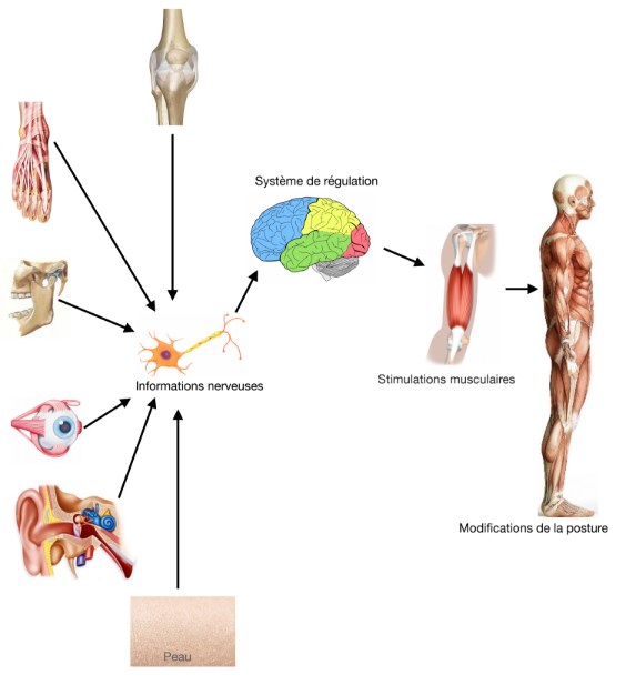 posturologie capteurs du corps humain